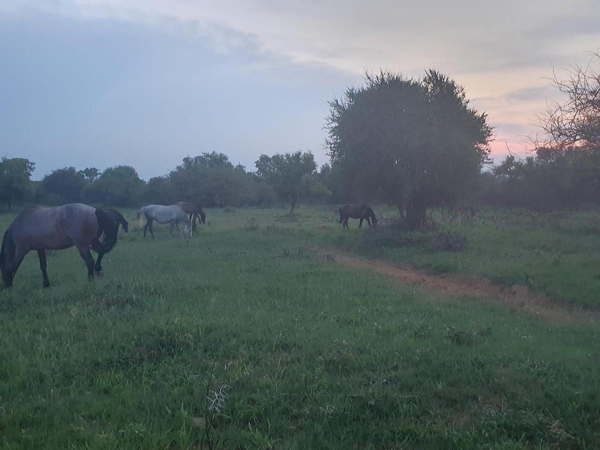 636 Itaga Safari Lodge, Mabalingwe Nature Reserve Mabula Game Reserve المظهر الخارجي الصورة