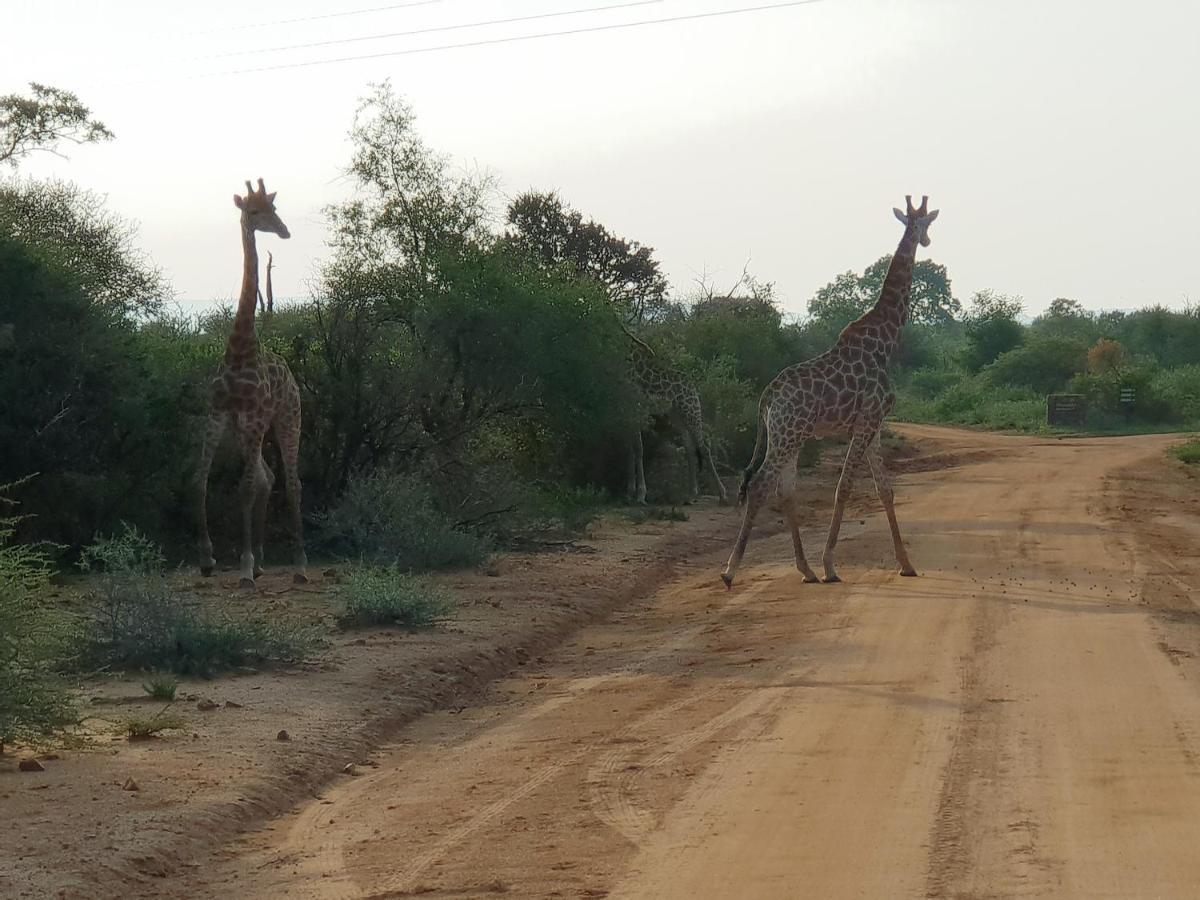 636 Itaga Safari Lodge, Mabalingwe Nature Reserve Mabula Game Reserve المظهر الخارجي الصورة