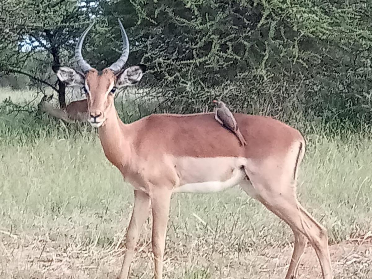 636 Itaga Safari Lodge, Mabalingwe Nature Reserve Mabula Game Reserve المظهر الخارجي الصورة
